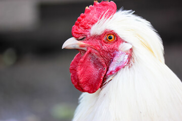 White rooster with fiery red crest, sharp beak in profile close-up. Male chicken