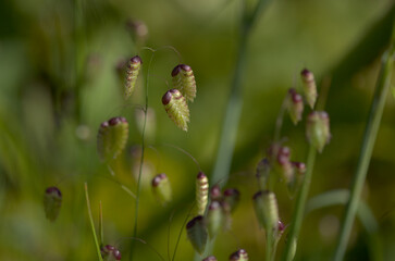 Flora of Gran Canaria -  Briza maxima, Greater quaking-grass natural macro floral background
