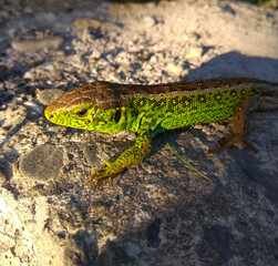 Green lizard in natural conditions close-up (Lacerta agilis)