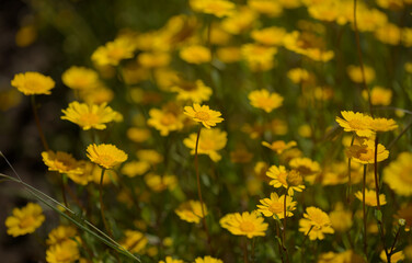 Flora of Gran Canaria -  Coleostephus myconis, corn marigold isolated on black
