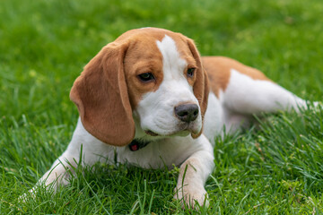 Portrait of cute beagle puppy (6 month) on green grass