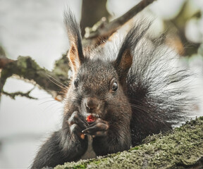 Fressendes Eichhörnchen im Baum