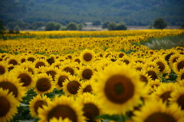 beautifull sunflowers on the farm