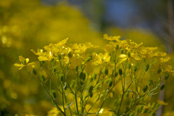 Flora of Gran Canaria - bright yellow flowers of Ranunculus cortusifolius, Canary buttercup natural macro floral background
