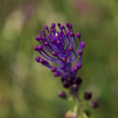 Flora of Gran Canaria -  Leopoldia comosa, tassel hyacinth natural macro floral background
