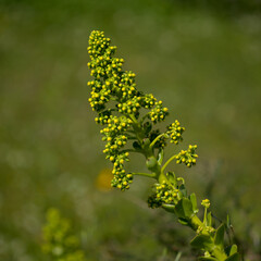Flora of Gran Canaria - large inflorescence of Aeonium undulatum, succulent endemic to the island natural macro floral background

