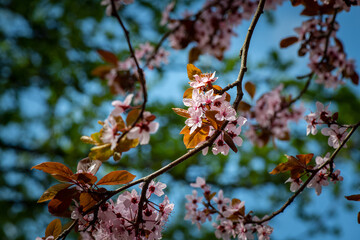 Nice blossom spring branch with flowers of prunus tree macro photography