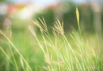 The blurred image of the grass. The grass has a bright green color.