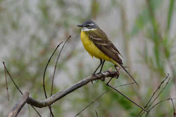 Western Yellow Wagtail (Motacilla flava) perched on a branch