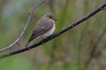 Spotted Flycatcher (Muscicapa striata) perched on a branch