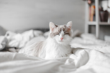 Fototapeta na wymiar A beautiful purebred cute fluffy cat sleeps in a bed. His eyes are closed. Munchkin breed.