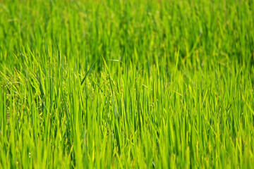 Background - Tall Grass Farm Green Leafs in Daytime