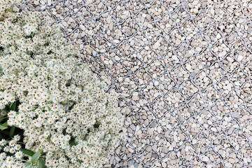 White pedestrian path from small gravel with plastic garden grate, along the flower bed with white flowers Anaphalis triplinervis. Top view