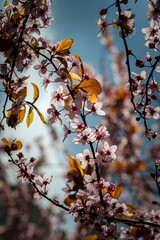 Nice blossom spring branch with flowers of prunus tree macro photography
