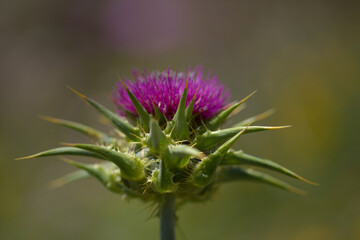 Flora of Gran Canaria -  Silybum marianum, milk thistle natural macro floral background