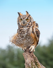 Great Horned Owl