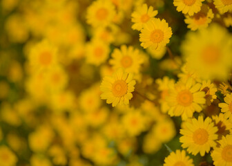 Flora of Gran Canaria -  Coleostephus myconis, corn marigold isolated on black
