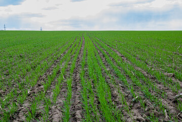 Fototapeta na wymiar Green field of wheat
