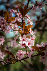 Nice blossom spring branch with flowers of prunus tree macro photography