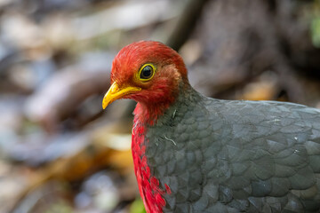 Nature wildlife bird of crimson-headed partridge on deep jungle rainforest, It is endemic to the...
