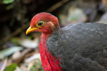 Nature wildlife bird of crimson-headed partridge on deep jungle rainforest, It is endemic to the...