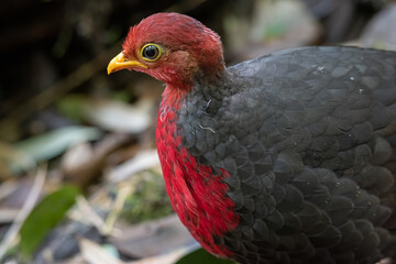 Nature wildlife bird of crimson-headed partridge on deep jungle rainforest, It is endemic to the island of Borneo