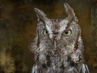 Screech Owl on canvas