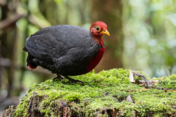 Nature wildlife bird of crimson-headed partridge on deep jungle rainforest, It is endemic to the island of Borneo