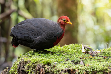 Nature wildlife bird of crimson-headed partridge on deep jungle rainforest, It is endemic to the island of Borneo