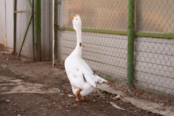 Goose on the farm. Bird in the yard. Goose stretched out his neck. Breeding birds for meat. A waterfowl walks on the ground. The goose makes a sound. One bird.