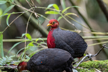 Nature wildlife bird of crimson-headed partridge on deep jungle rainforest, It is endemic to the island of Borneo