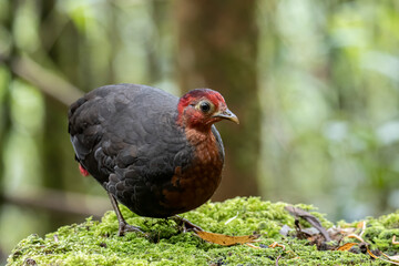 Obraz premium Nature wildlife bird of crimson-headed partridge on deep jungle rainforest, It is endemic to the island of Borneo