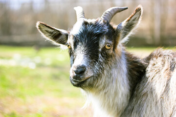 A domestic black white American Pygmy. A goat with long horns and yellow eyes.