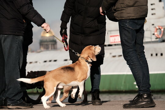 Beagle dog on a leash
