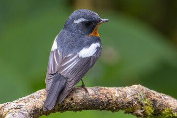 A Migration bird (Mugimaki Flycatcher) on the branch found in Sabah Borneo