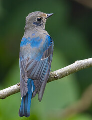 Juvenile Blue-and-white Flycatcher, Japanese Flycatcher male blue and white color perched on a tree