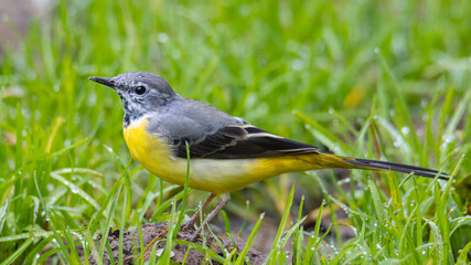 Nature wildlife image of Grey wagtail on nature deep jungle