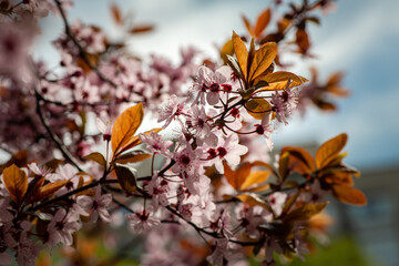 Nice blossom spring branch with flowers of prunus tree macro photography