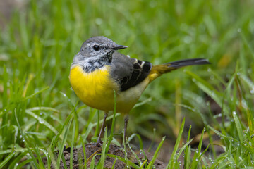 Nature wildlife image of Grey wagtail on nature deep jungle