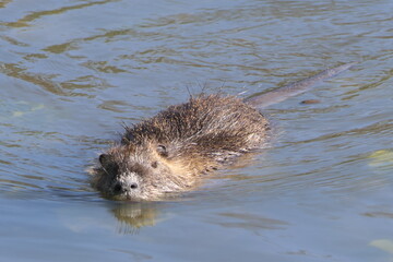 Nutria schwimmend