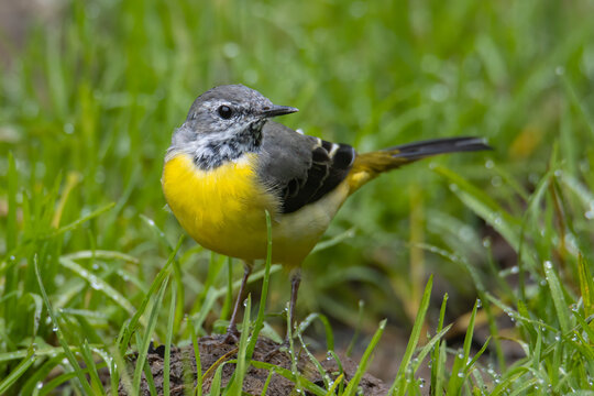 Nature wildlife image of Grey wagtail on nature deep jungle