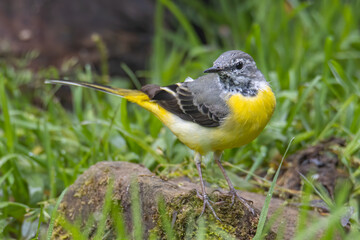Nature wildlife image of Grey wagtail on nature deep jungle