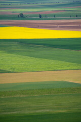 Obraz premium Aerial photo of a fertile cultivated field in bloom during spring season