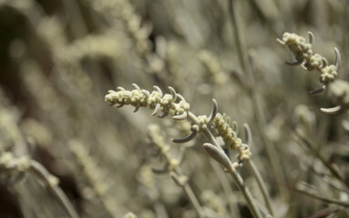 Flora of Gran Canaria -  Sideritis dasygnaphala, white mountain tea of Gran Canaria, endemic, natural macro floral background
