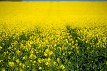 Obraz premium Yellow rapeseed fields in bloom in a sunny day