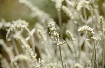 Flora of Gran Canaria -  Sideritis dasygnaphala, white mountain tea of Gran Canaria, endemic, natural macro floral background

