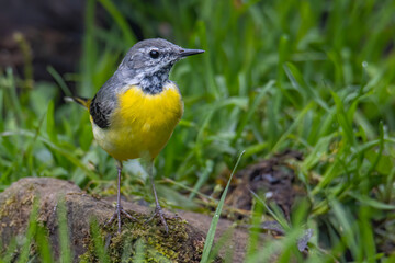 Nature wildlife image of Grey wagtail on nature deep jungle