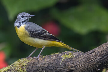Nature wildlife image of Grey wagtail on nature deep jungle