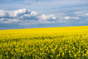 Obraz premium Yellow rapeseed fields in bloom in a sunny day