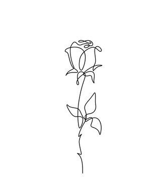 Rose flower vector illustration in simple minimal continuous outline one line style. Nature blossom art for floral botanical design. Isolated on white background